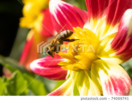 A honey bee collecting pollen at stamens in a flower. A bee working on a garden flower. A honey bee collecting pollen at stamens in a flower. A bee working on a garden flower. 74089741