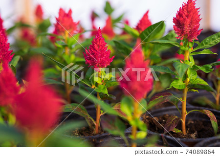 Blooming pink celosia's flower heads 74089864
