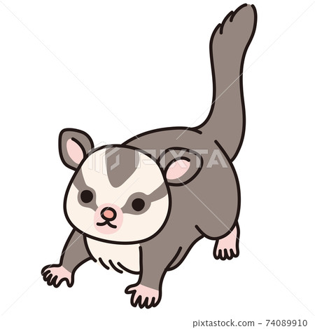 sugar glider central