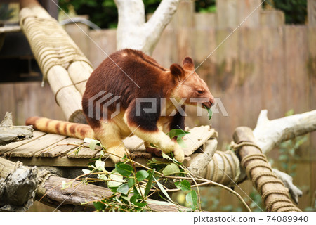 Sedge ki Novoli kangaroo Sedge ki Novoli kangaroo 74089940