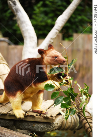 Sedge ki Novoli kangaroo 74089941