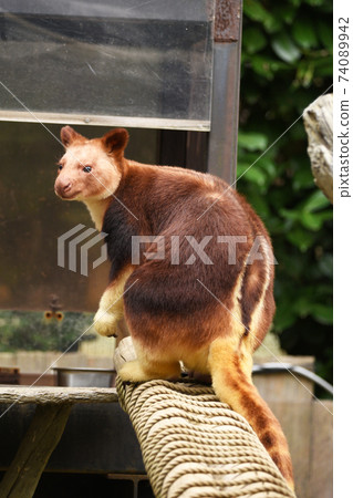 Sedge ki Novoli kangaroo Sedge ki Novoli kangaroo 74089942