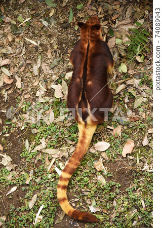 Sedge ki Novoli kangaroo Sedge ki Novoli kangaroo 74089943