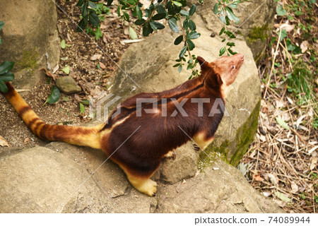 Sedge ki Novoli kangaroo Sedge ki Novoli kangaroo 74089944