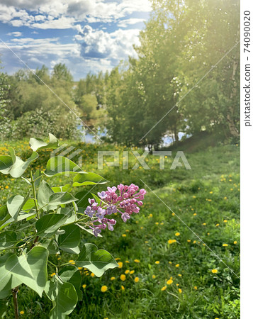 Landscape nature is the beginning of summer, the end of spring. 74090020