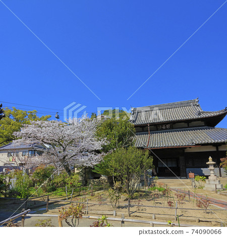 Onomichi Sakura in full bloom Jikanji Temple 74090066