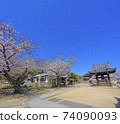 Onomichi Sakura in full bloom Hodoji Temple 74090093