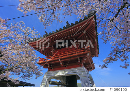 Onomichi Sakura in full bloom Senkoji Bell Tower Onomichi Sakura in full bloom Senkoji Bell Tower 74090100
