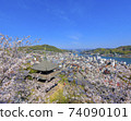 Onomichi Sakura in full bloom Tenneiji Sanjuto 74090101