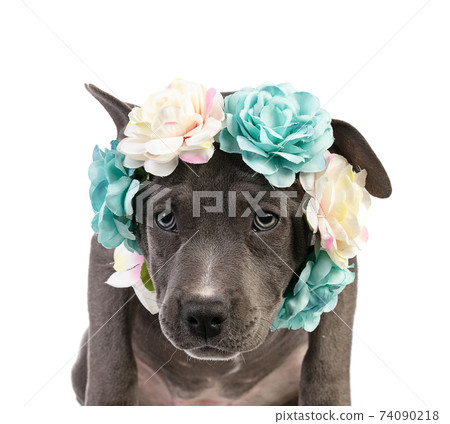 Puppy american staffordshire terrier with a wreath of flowers Puppy american staffordshire terrier with a wreath of flowers 74090218
