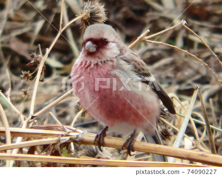 A male long-tailed rosefinch caught on a twig at the edge of the Umeda River A male long-tailed rosefinch caught on a twig at the edge of the Umeda River 74090227