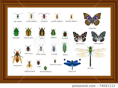 Japanese insects 2 Japanese insects 2 74091113