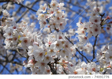 Cherry Blossoms Yoshino cherry tree Cherry Blossoms Yoshino cherry tree 74091776