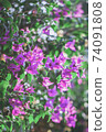 Blooming Purple Bougainvillea, Green Leaves, trees in the background. 74091808