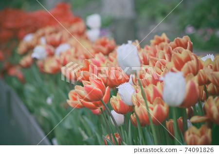春天的花朵 春天的花朵 74091826