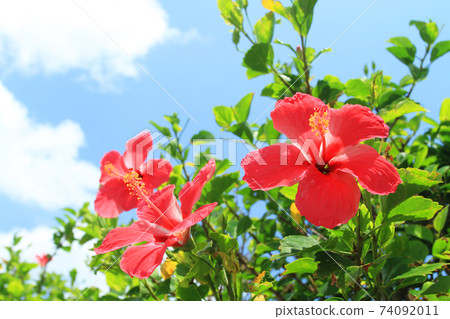Hibiscus blooming in the blue sky of Okinawa 74092011