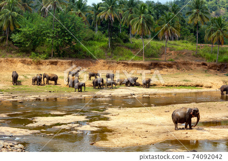 A herd of elephants walks on the yellow bank of the river A herd of elephants walks on the yellow bank of the river 74092042