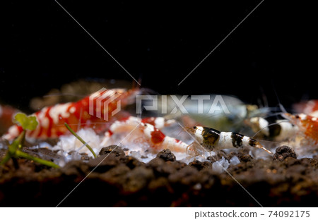 Main focus on black bee dwarf shrimp enjoy eat food with other type of shrimp inn fresh water Main focus on black bee dwarf shrimp enjoy eat food with other type of shrimp inn fresh water 74092175