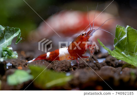 Crystal red wine dwarf shrimp eat vegetable as food and other shrimp as background Crystal red wine dwarf shrimp eat vegetable as food and other shrimp as background 74092185