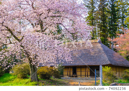 老民居與櫻花2 74092236