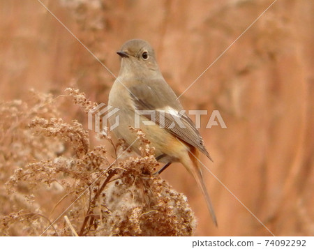 Daurian Redstart caught by Solidago altissima along the Umeda River 74092292