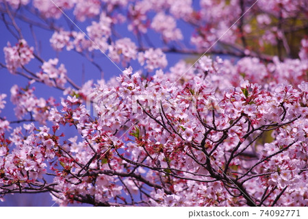 Sakura in full bloom looking up at the blue sky Sakura in full bloom looking up at the blue sky 74092771