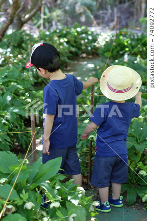 Two brothers in the back who look the same and walk along the alley [4 and 2 years old] 74092772