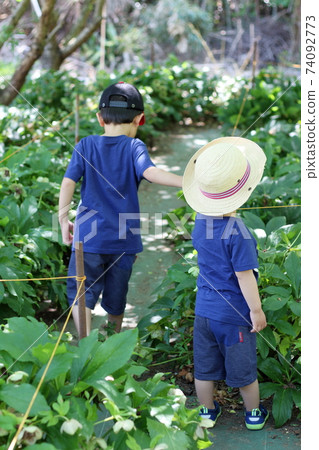 後面的兩個兄弟看上去一樣，沿著小巷走[4歲和2歲] 74092773