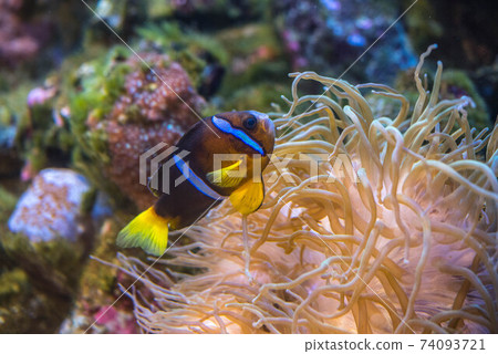 Aquarium is fun 74093721