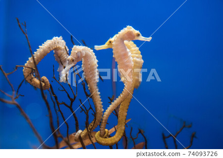 水族館很有趣 74093726