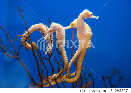 Aquarium is fun 74093727
