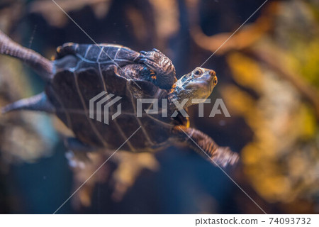 Aquarium is fun 74093732