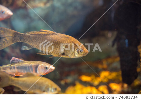 Aquarium is fun 74093734