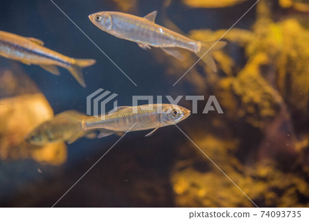 Aquarium is fun 74093735