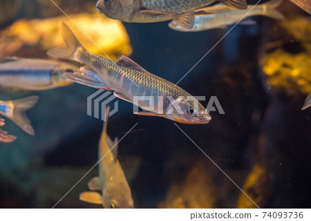 Aquarium is fun 74093736