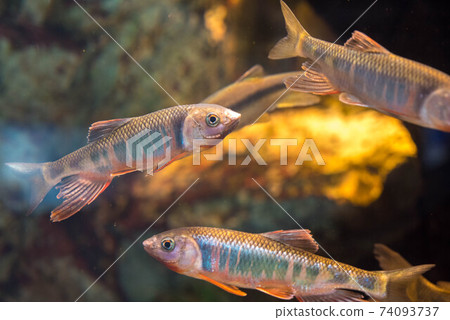 Aquarium is fun 74093737