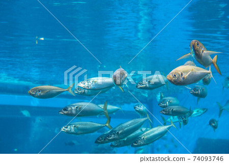 Aquarium is fun 74093746