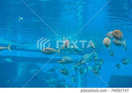 水族館很有趣 水族館很有趣 74093747