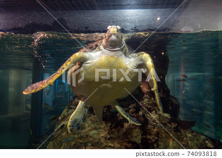 Aquarium is fun 74093818