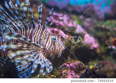 Aquarium is fun 74093834