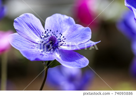 銀蓮花花春天形象 74093886