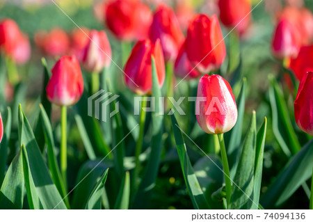 Tulip flower spring image 74094136