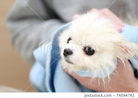 A man who wipes water with a towel after shampooing his dog Pomeranian 74094761