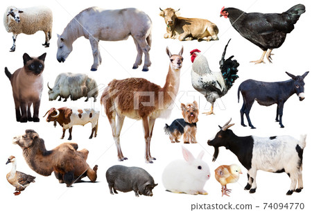 collection farm animals collection farm animals 74094770
