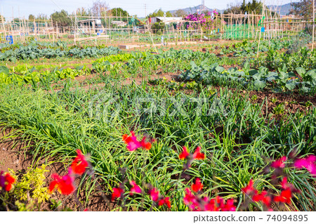 Farm with vegetable beds of beets, spinach, onions and cabbage 74094895