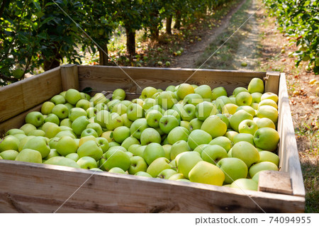 Ripe apples in a wooden crate in the garden 74094955