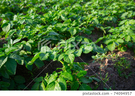Potatoes growing on plantation 74094957