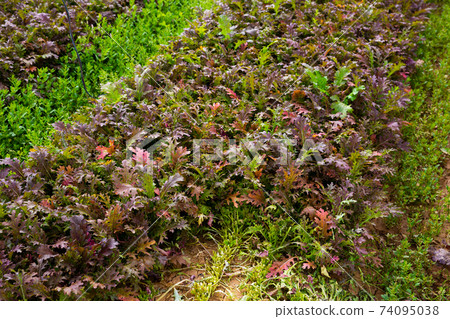 Red mizuna plants growing in the garden 74095038