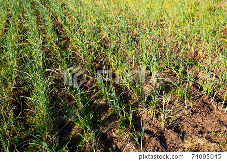 Green garlic on plantation Green garlic on plantation 74095045