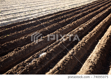 Plowed soil with furrows Plowed soil with furrows 74095075